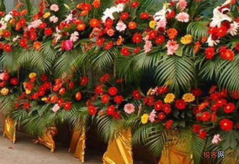 公司开业送什么绿植比较好 公司开业礼物送什么好