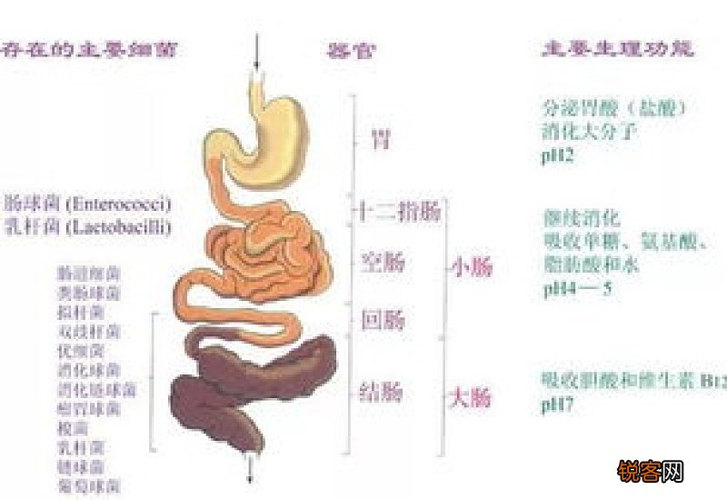 凌晨两三点是什么器官排毒