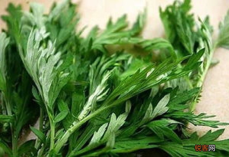 艾叶煮水喝什么时间段喝最好