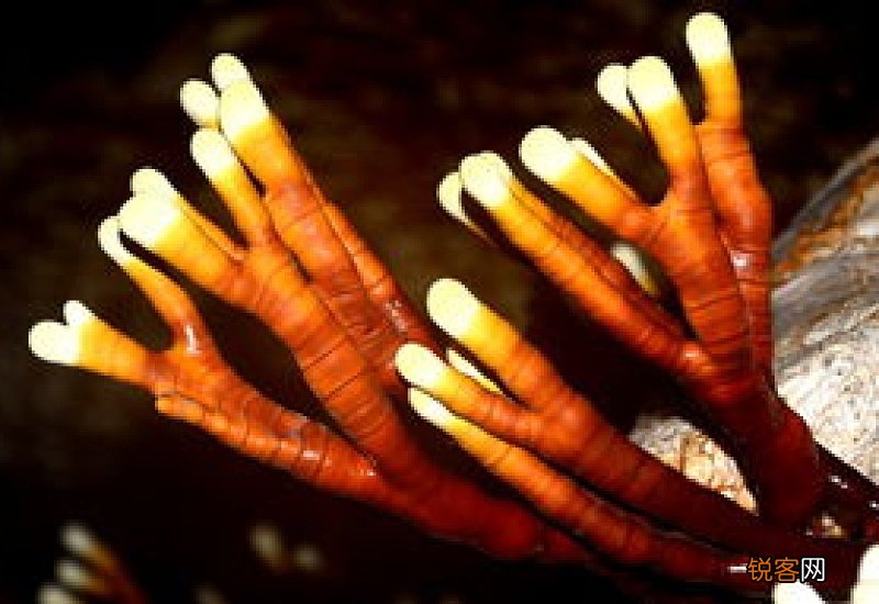 鹿角灵芝一次多少克