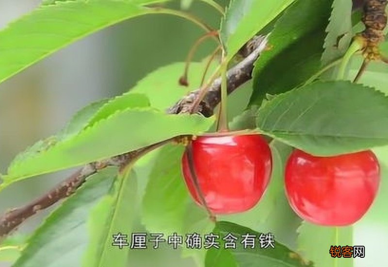 车厘子一次吃20颗要紧吗