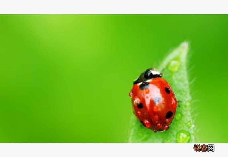 为什么家里窗户上有大量瓢虫 窗户上有许多小瓢虫