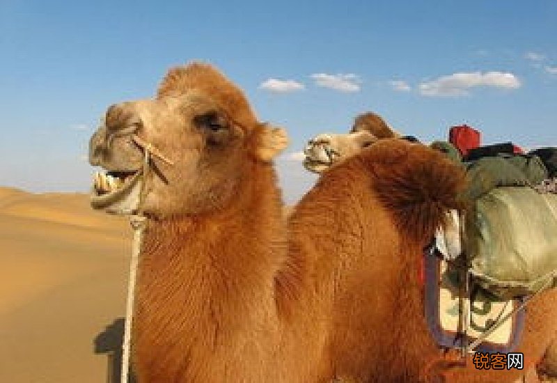 骆驼的鼻子为什么要插一根棍子了