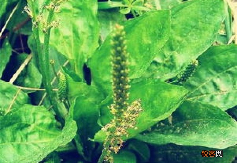 车前草一般喝几天