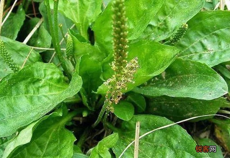 车钱草大姨妈来可以喝吗