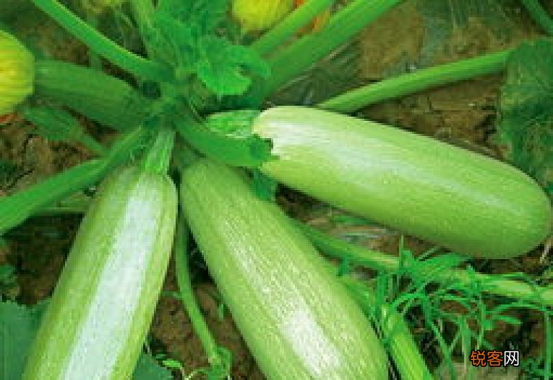 西葫芦就是生瓜吗