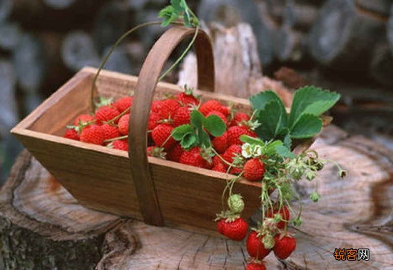 草莓用盐水泡要泡多少时间