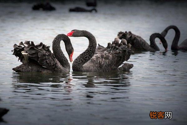 五大著名黑天鹅事件盘点 黑天鹅事件是什么意思