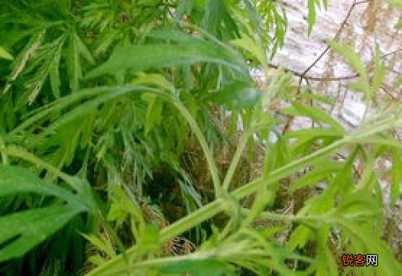 艾叶益母草泡脚要水温度多少