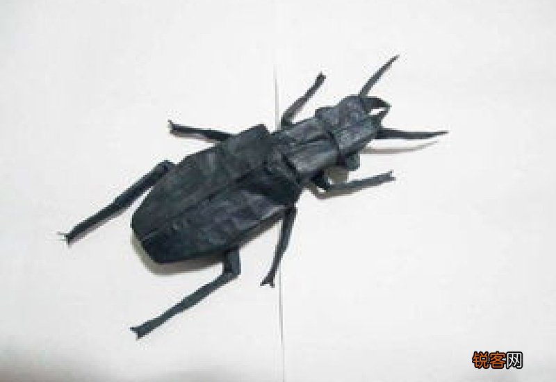 为什么家里有步甲虫