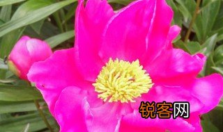 吉林省的省花是什么 吉林省的省花