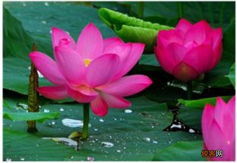 莲花的象征意义是什么