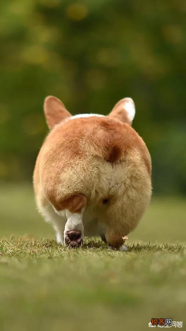 请问用摩斯密码的字母是转成英语还是汉语拼音？