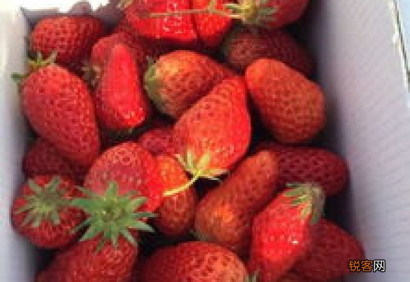 草莓多少钱一斤