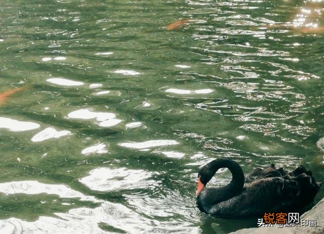 手机相机的专业模式怎么用？HDR是什么意思？