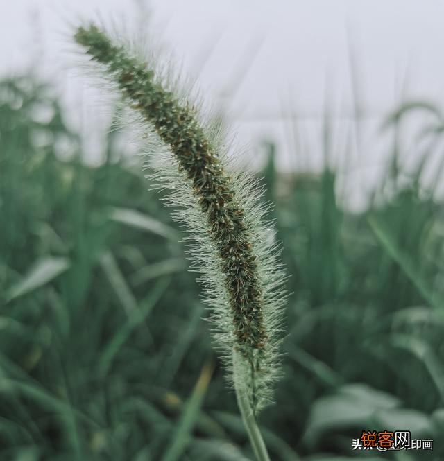 手机相机的专业模式怎么用？HDR是什么意思？