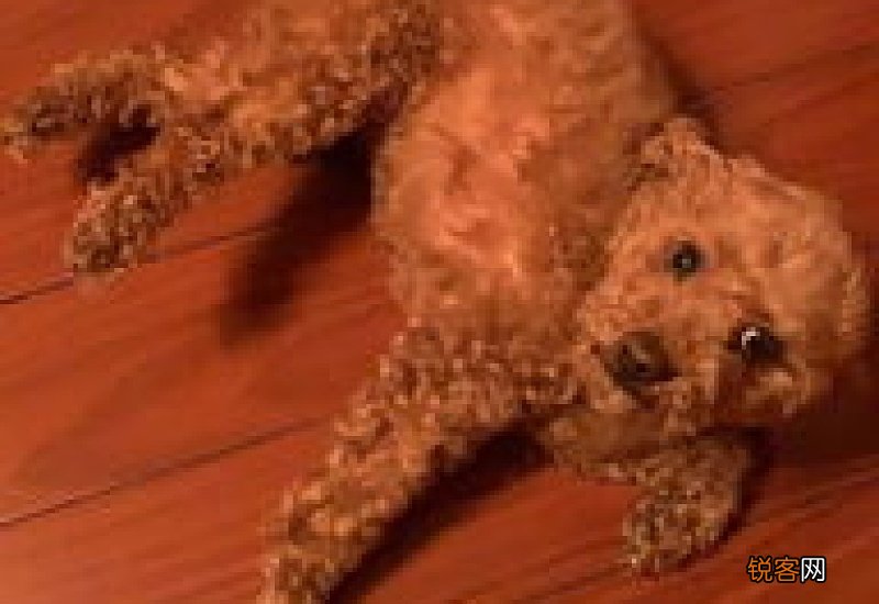 狗后腿瘸了但是摸它不痛