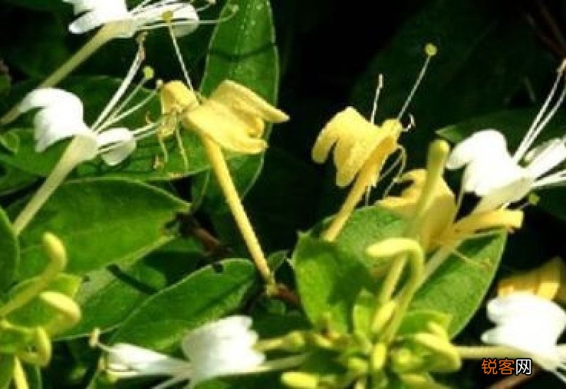 金银花阴干好还是晒干好