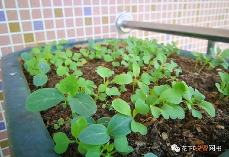 鸡毛菜要不要天天浇水