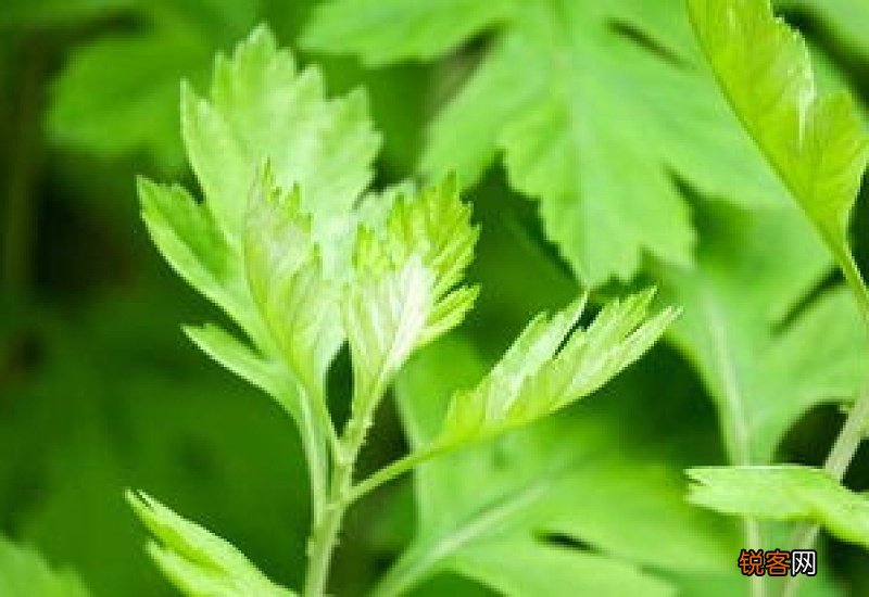 不是五月份割的艾叶能用吗