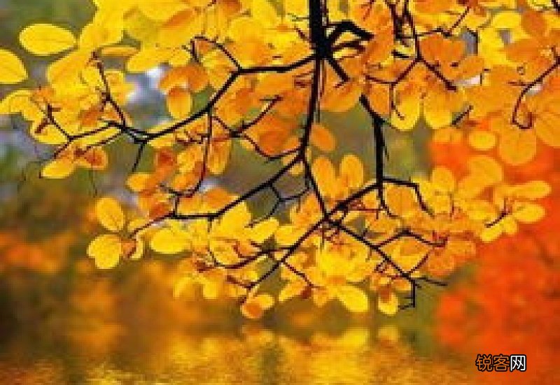 秋天的艾叶有药用价值吗