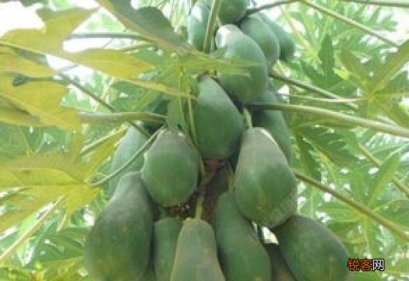 木瓜成熟的季节是几月份