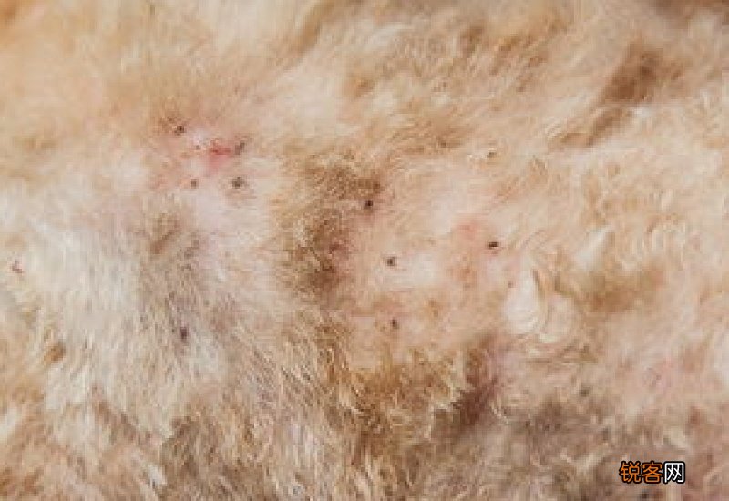 身上有螨虫用什么洗澡