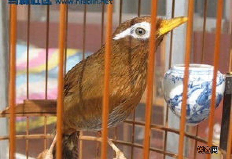 黄色的鸟叫什么名字好听