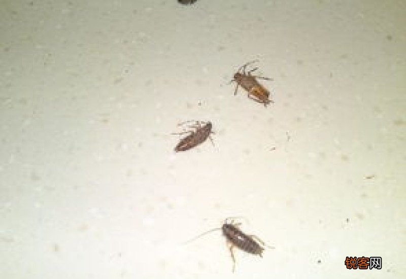 厨房有虫子用什么消除 厨房有虫子用什么消除最好