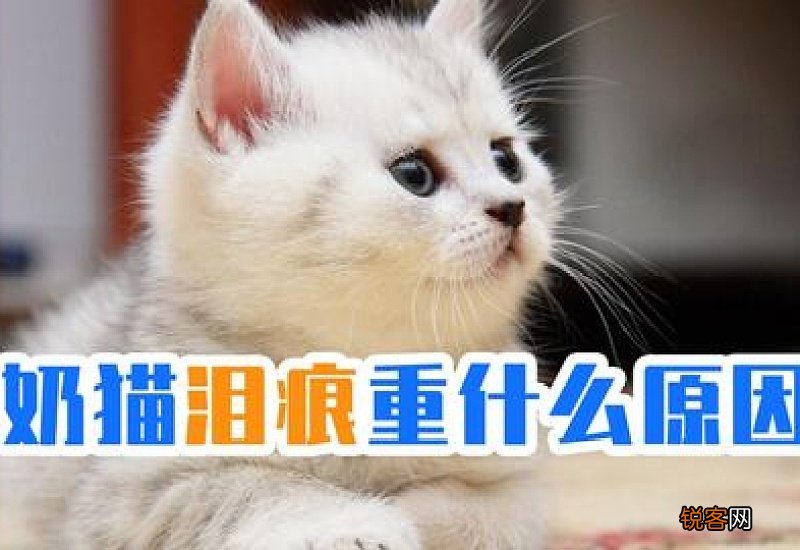 狗狗尿是粉红色的是什么原因