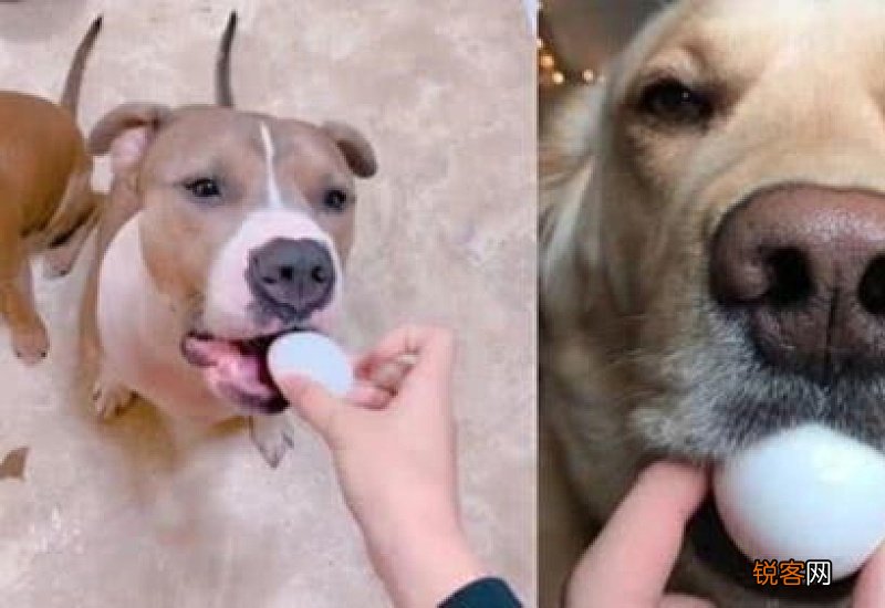 狗狗一天能吃几个鸡蛋