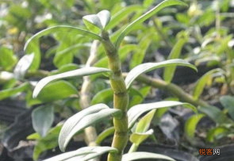 石斛过期5年还能吃吗