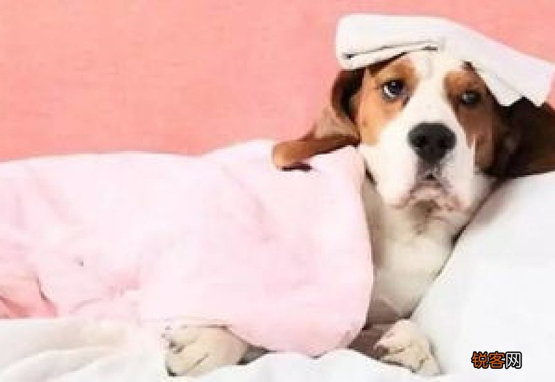 冬天狗狗感冒了怎么办