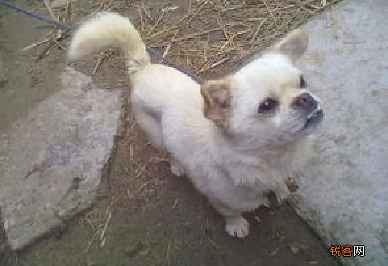 得过细小的狗狗有什么后遗症