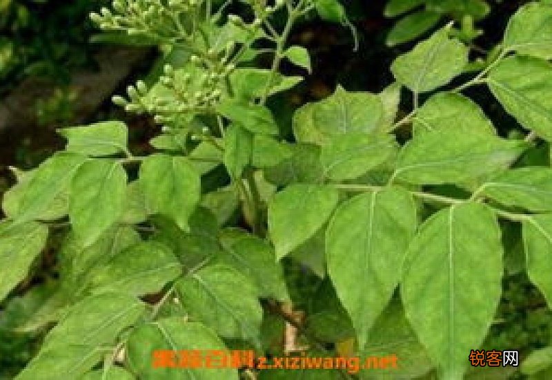 黄皮果叶子煮水的功效