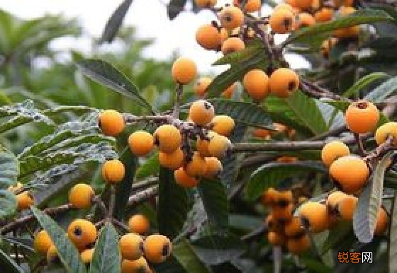 怎么摘树上的枇杷