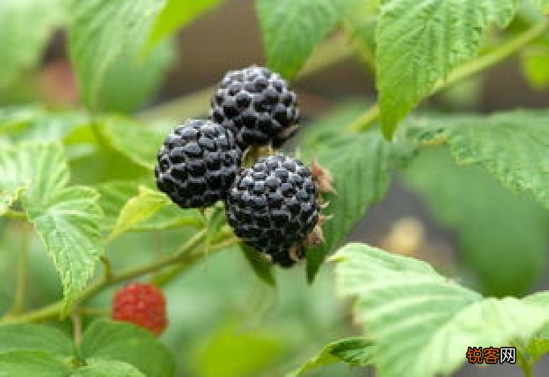 桑树枝煮水有什么功效 桑树枝的功效与作用