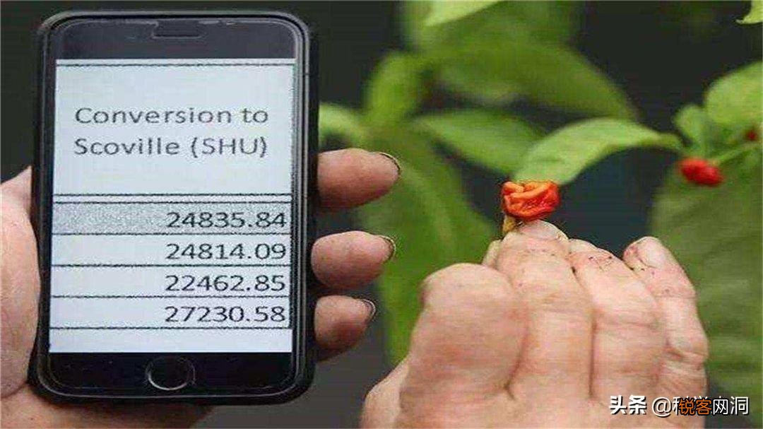 龙息辣椒有多可怕 卡罗莱纳死神的辣度