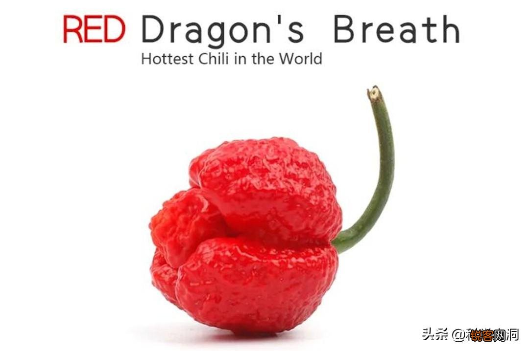龙息辣椒有多可怕 卡罗莱纳死神的辣度