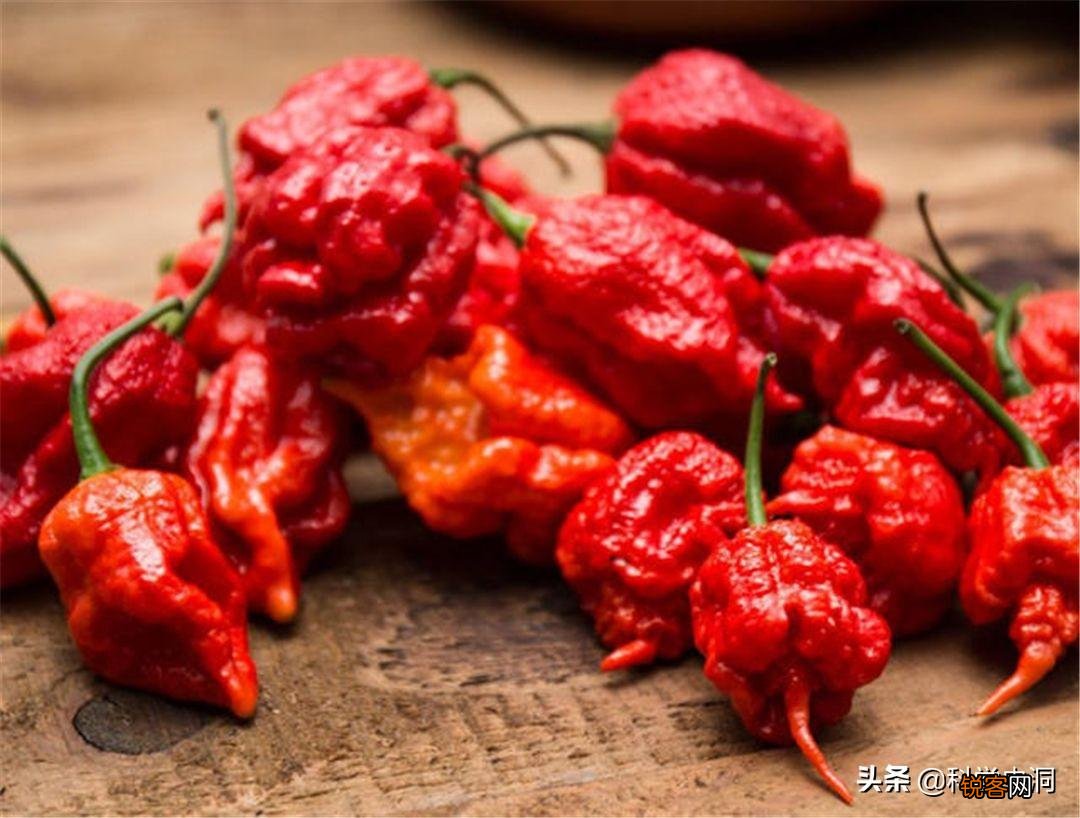 龙息辣椒有多可怕 卡罗莱纳死神的辣度