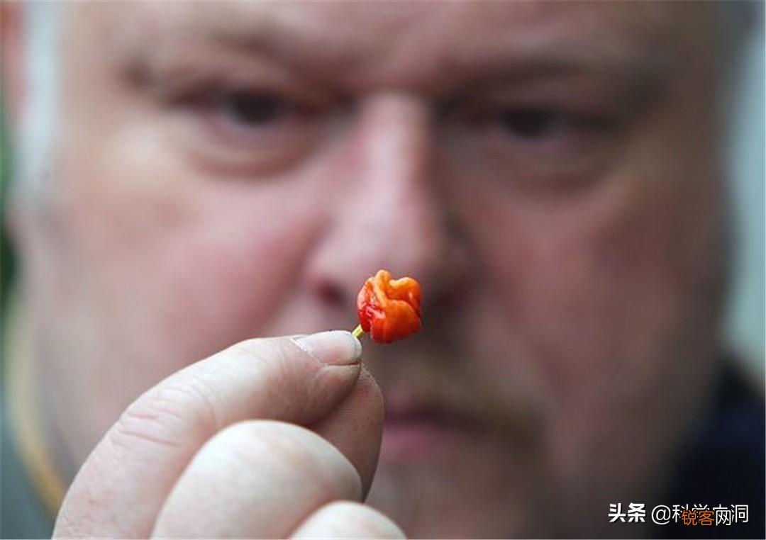 龙息辣椒有多可怕 卡罗莱纳死神的辣度