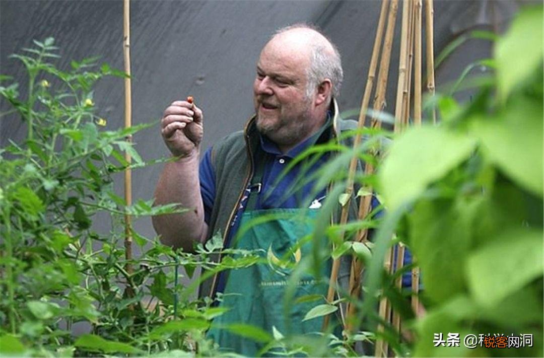 龙息辣椒有多可怕 卡罗莱纳死神的辣度