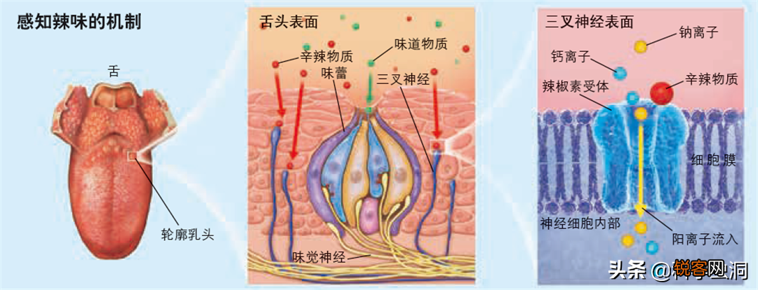 龙息辣椒有多可怕 卡罗莱纳死神的辣度