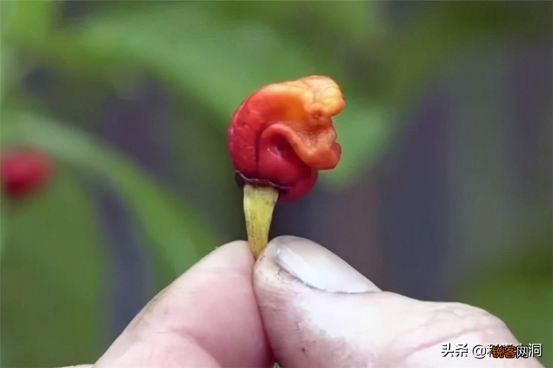 龙息辣椒有多可怕 卡罗莱纳死神的辣度