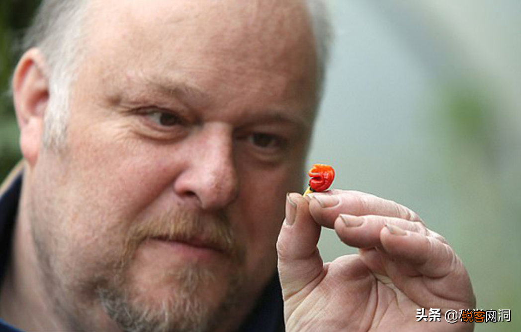 龙息辣椒有多可怕 卡罗莱纳死神的辣度