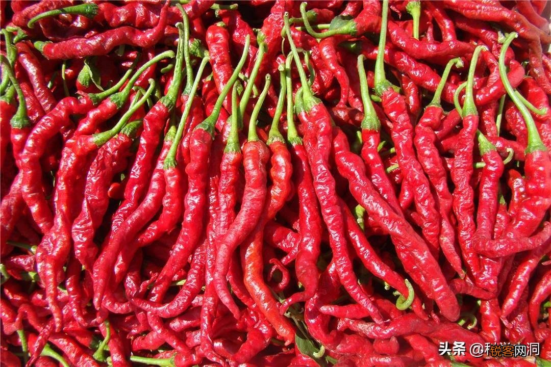 龙息辣椒有多可怕 卡罗莱纳死神的辣度