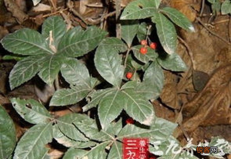 平地木的功效与作用 平地木的功效与作用点