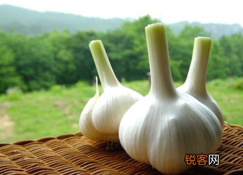 大蒜可以预防血栓