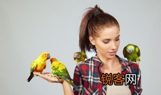 鸟的笔画顺序 鸟字的笔画顺序