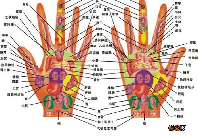 找足三里最笨的方法